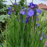 Iris sibirica (Kosaciec syberyjski) - iris_sibirica_(2)[1].jpg